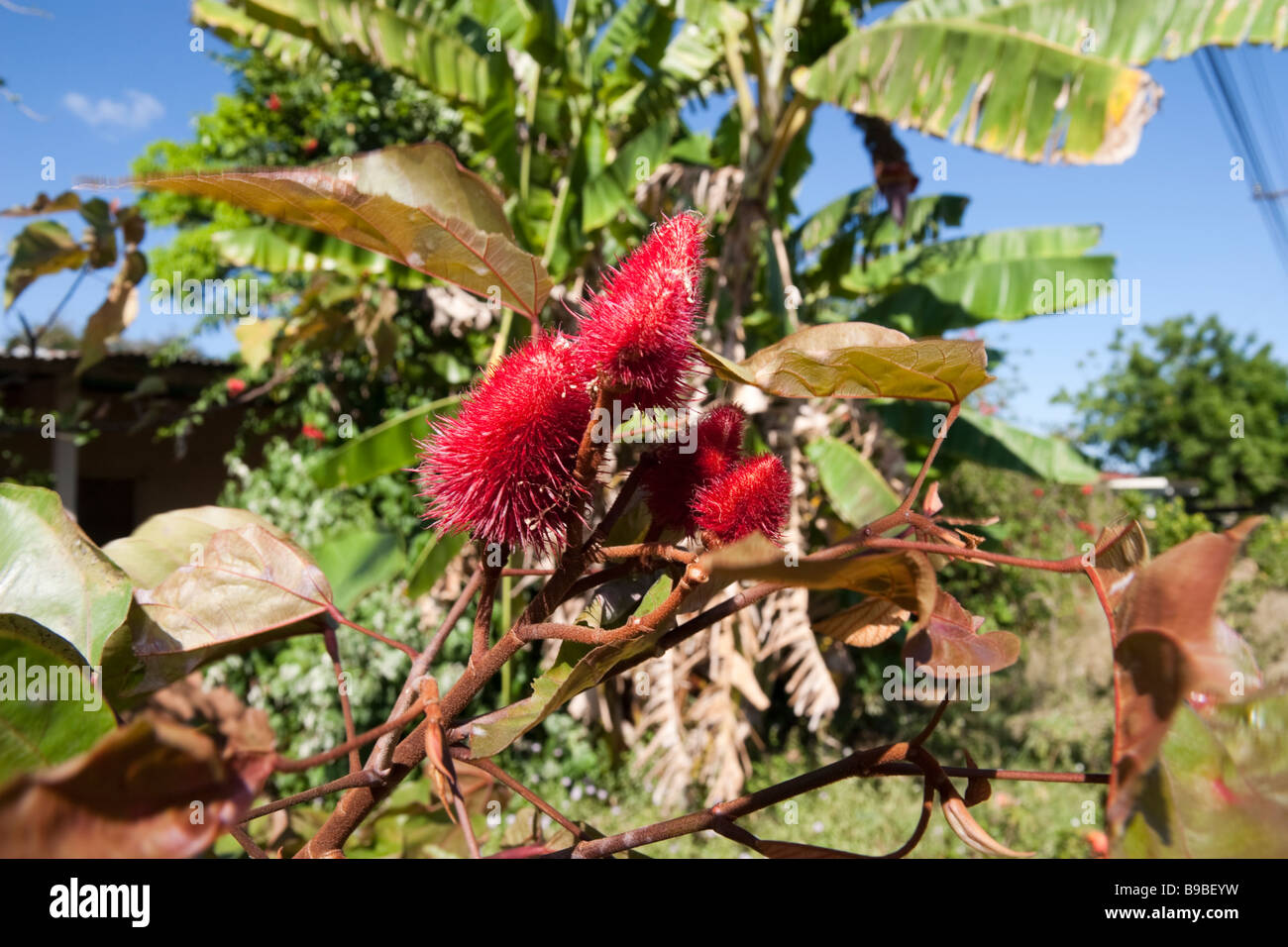 La graine de rocou. Roucou Bixa orellana L'achiote ou Banque D'Images