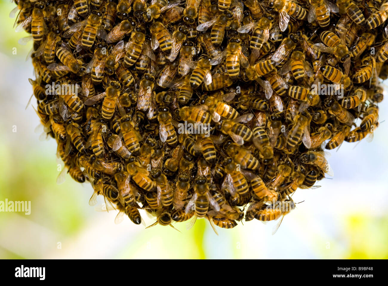 L'abeille européenne ou d'abeille à miel (Apis mellifera) swarm Banque D'Images