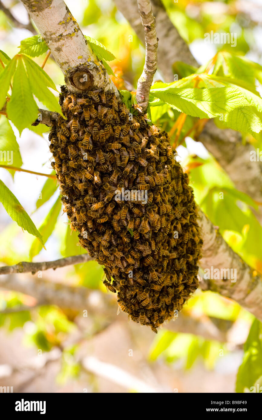 L'abeille européenne ou d'abeille à miel (Apis mellifera) swarm Banque D'Images