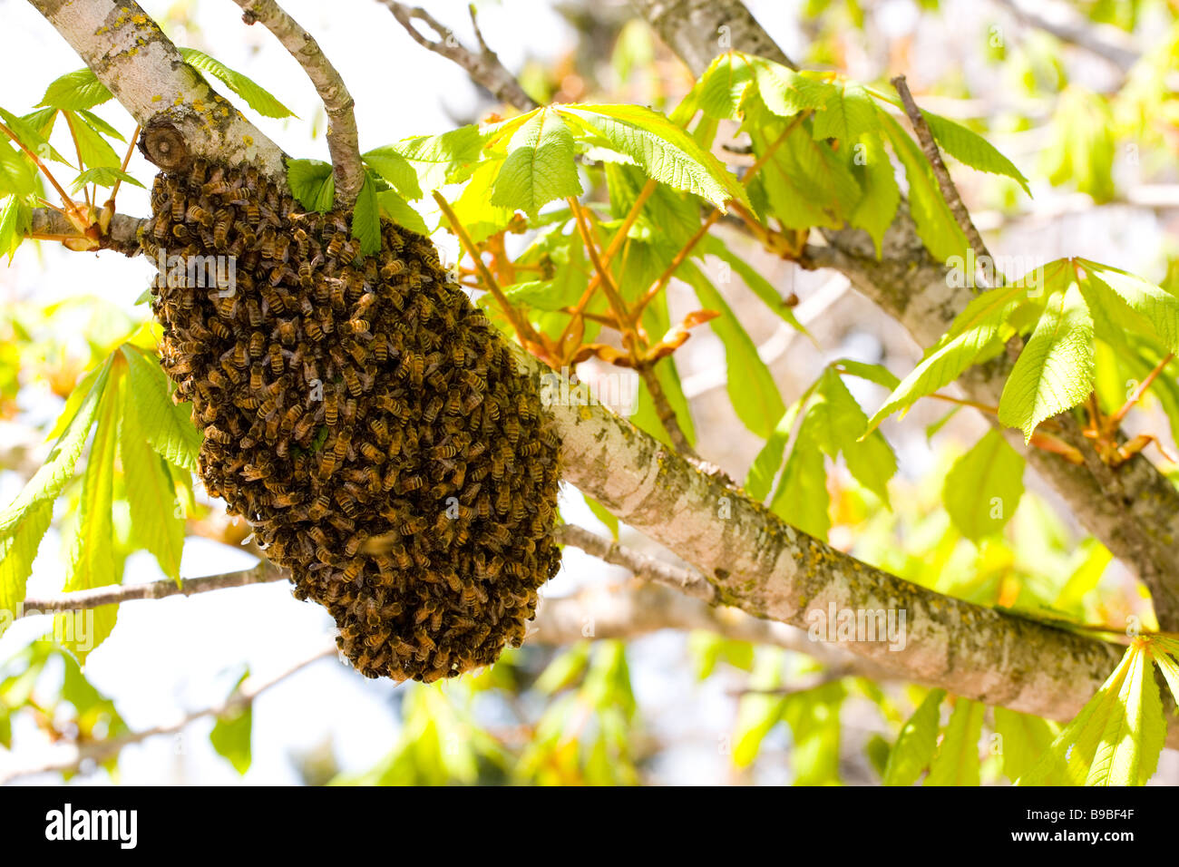 L'abeille européenne ou d'abeille à miel (Apis mellifera) swarm Banque D'Images