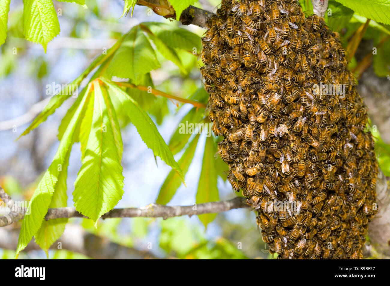 L'abeille européenne ou d'abeille à miel (Apis mellifera) swarm Banque D'Images