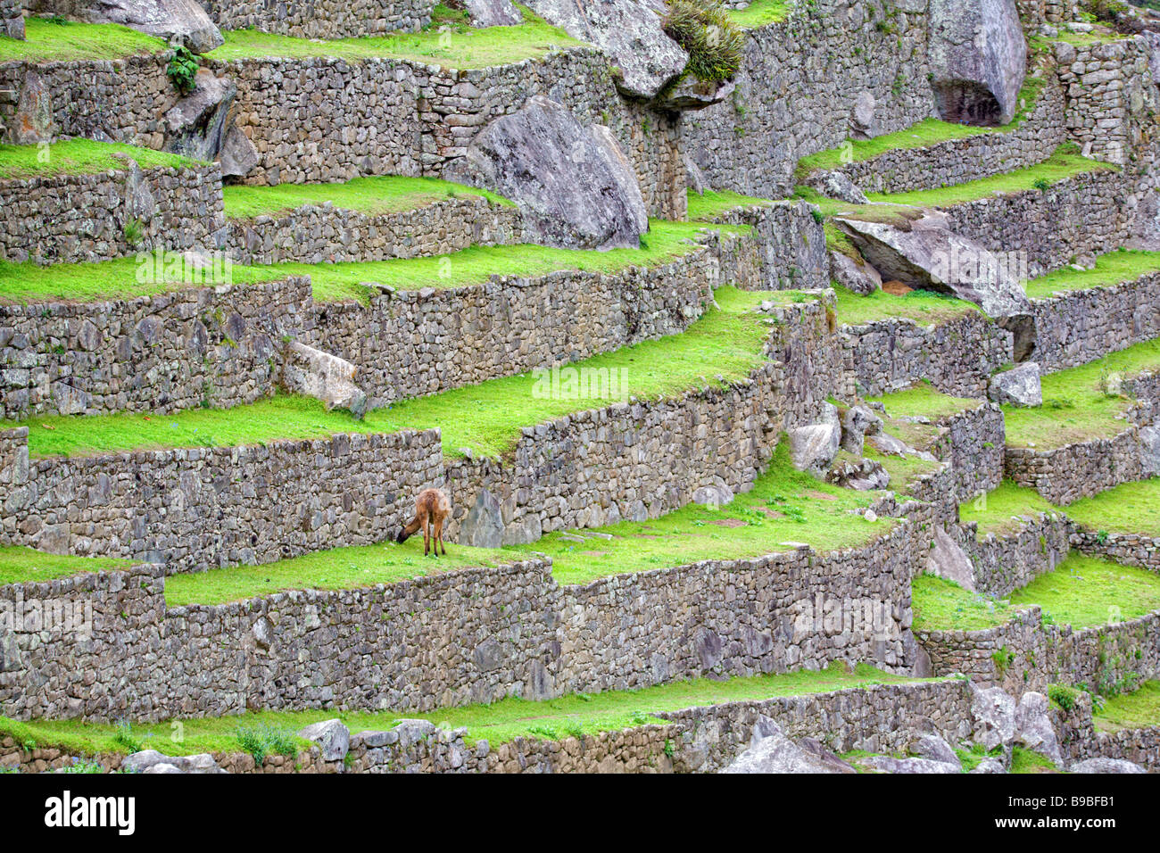 Terrasses à Machu Picchu au Pérou Banque D'Images