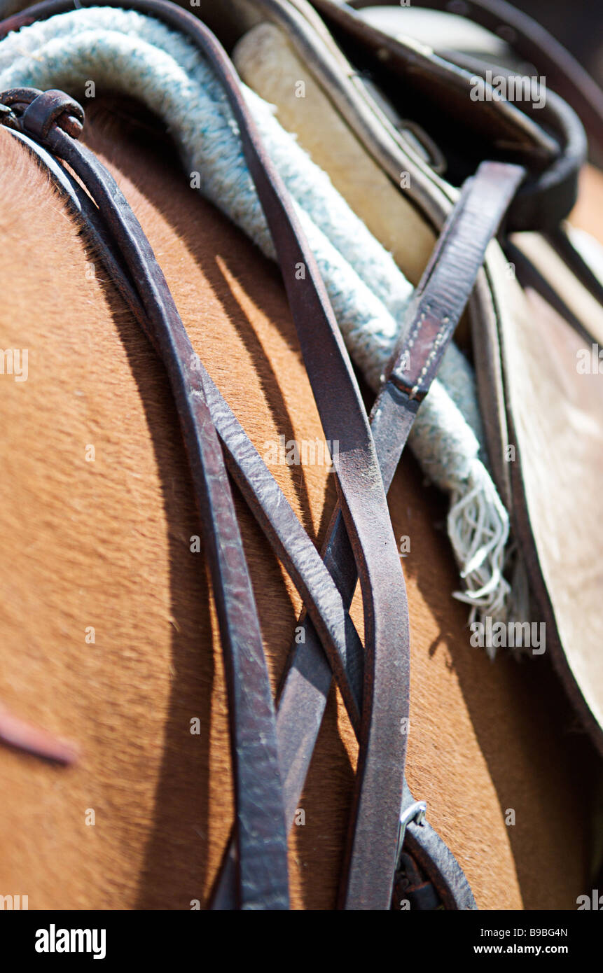 Libre de Sella polo pony avant-match montrant les rênes, gants classic et selle. Banque D'Images