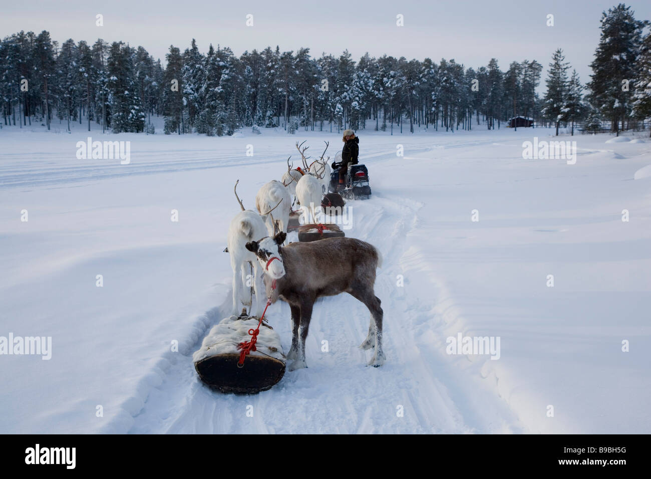 Gardien de Rennes sur la neige du nord de la Suède, Jokkmokk mobile Banque D'Images