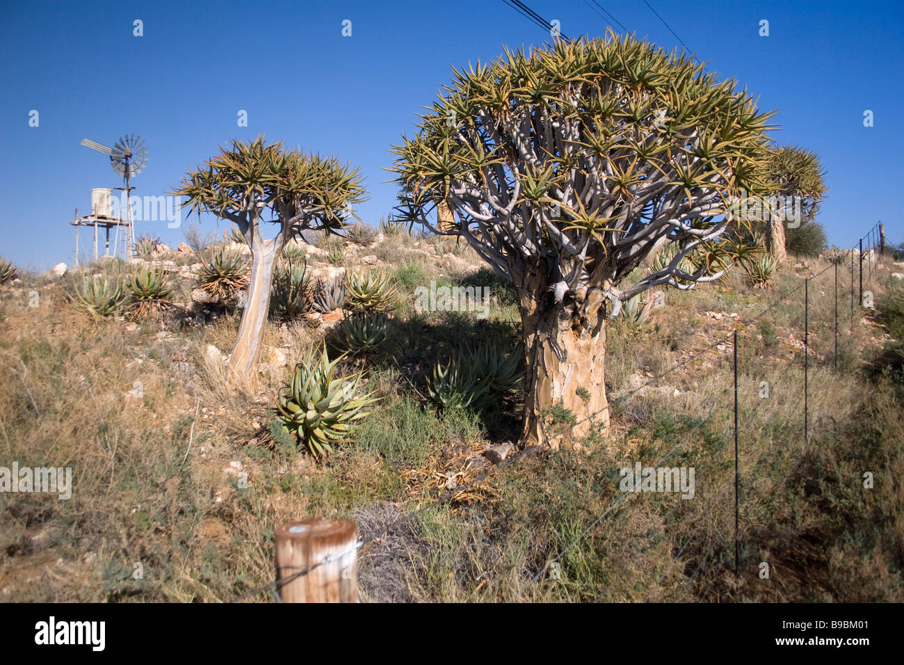 Arbres carquois ( Aloe dichotoma ) sont sur le bord de la route dans la province du Cap du nord de l'Afrique du Sud Banque D'Images