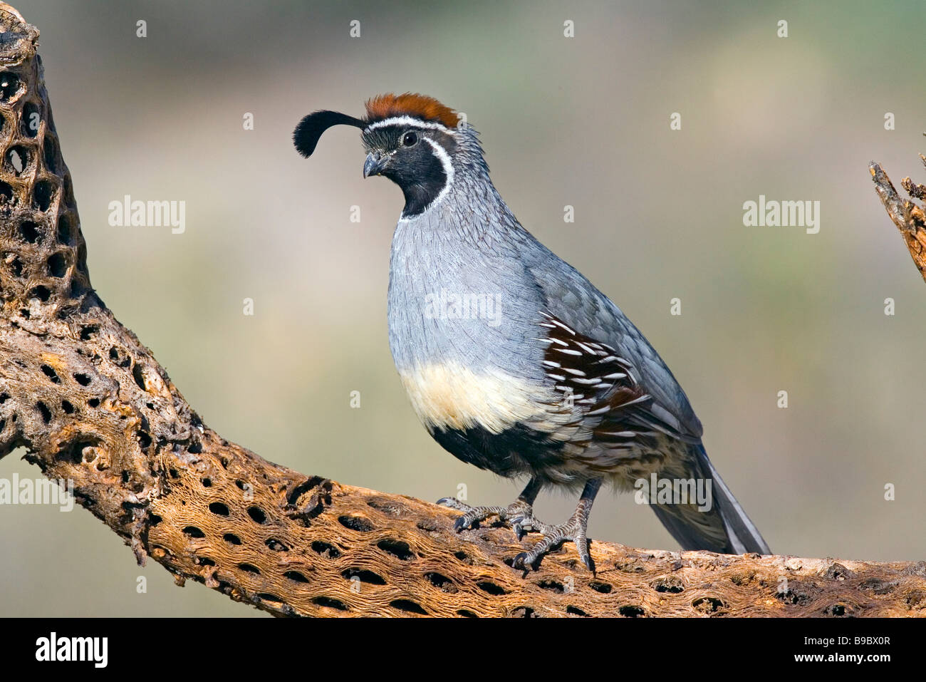 Colin de Gambel Banque D'Images