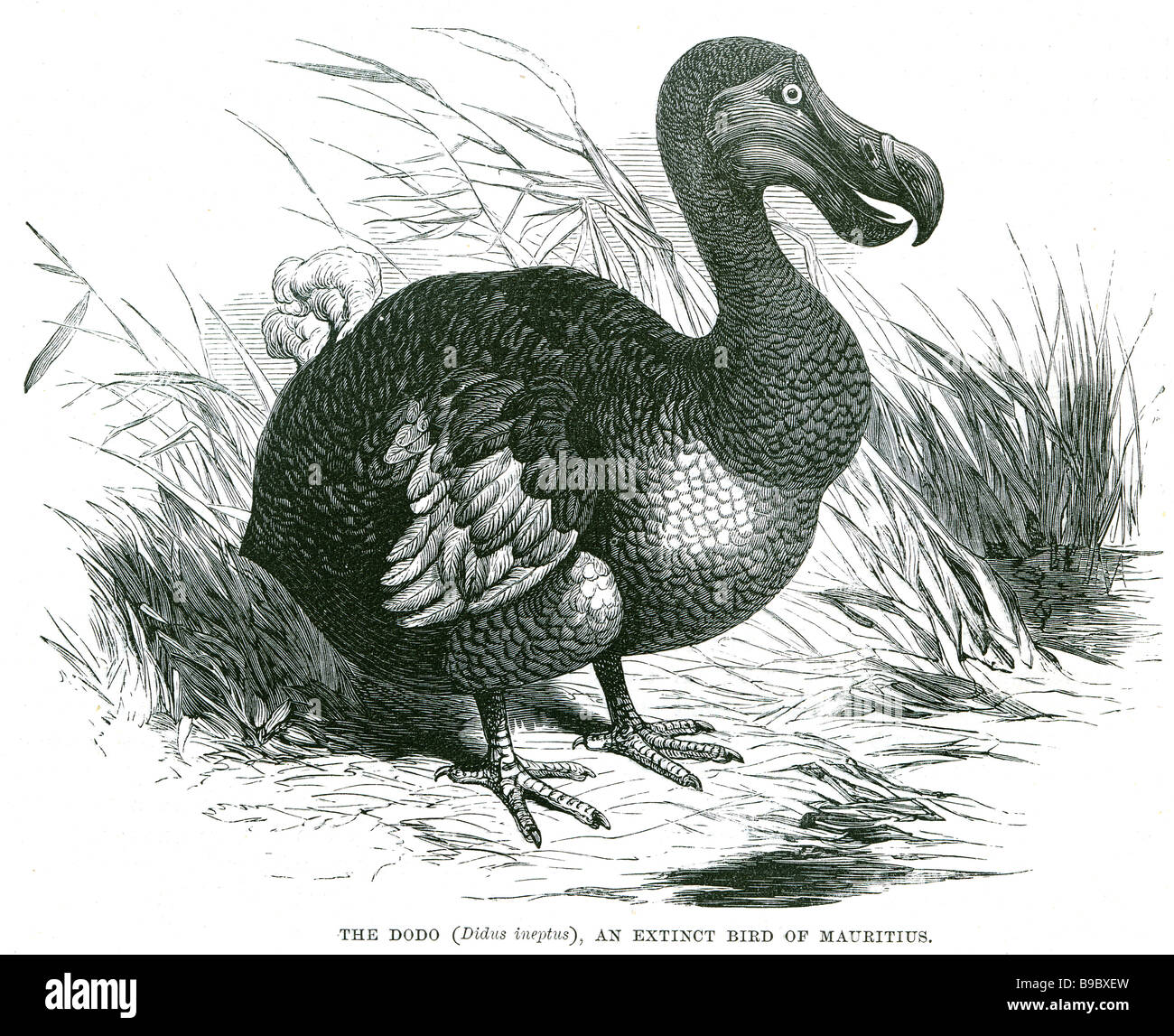 Didus Ineptus Le Dodo Une Espèce Doiseau De Lîle Maurice