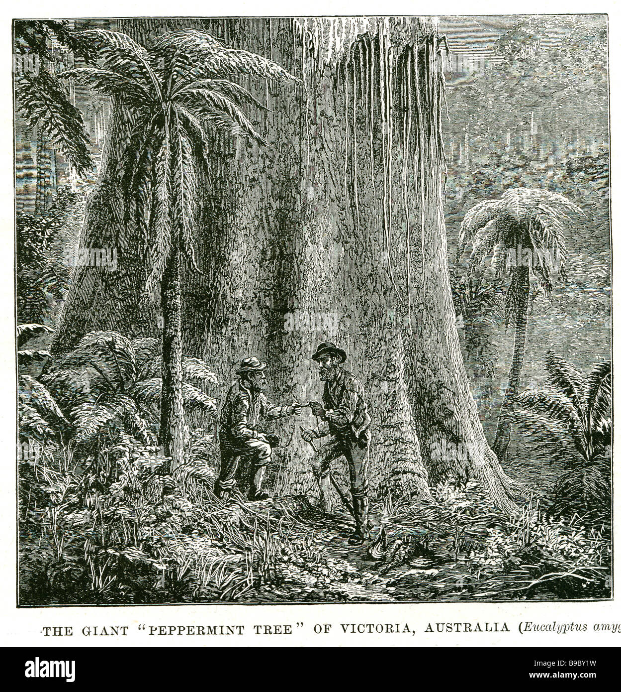 L'arbre géant pepermint de Victoria Australie eucalyptus amygdalina Eucalyptus nicholii Menthe Noir, Narrow-Leaved P Noir Banque D'Images