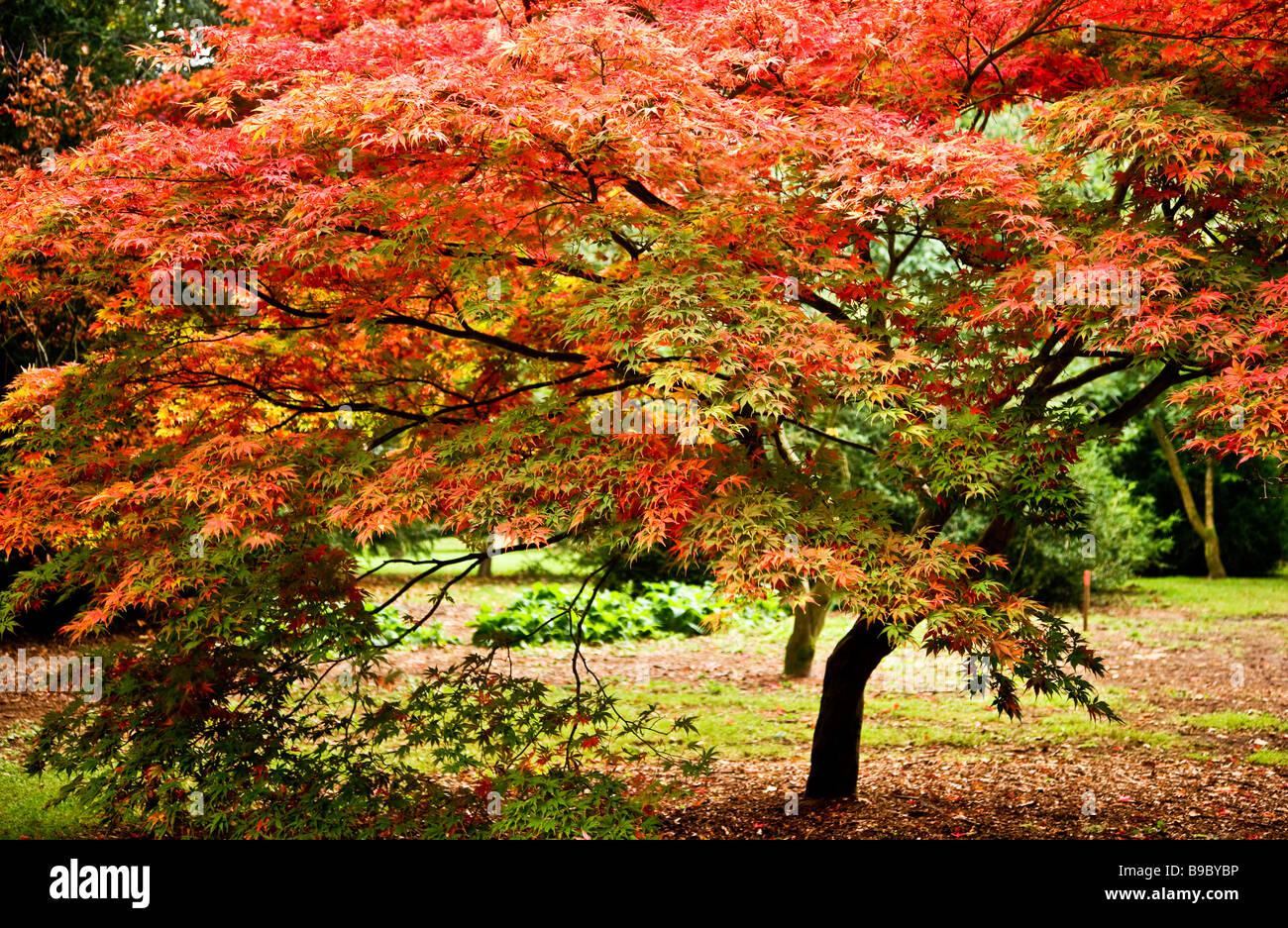Un Japonais acer montrant la couleur en automne glorieux à Westonbirt Arboretum Gloucestershire England UK Banque D'Images
