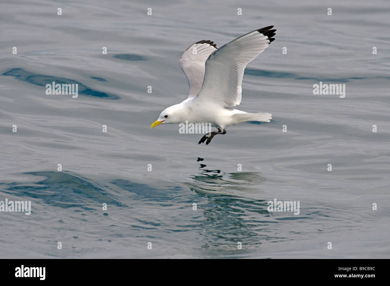 Mouette tridactyle (Rissa tridactyla) des profils se nourrir dans la mer. Hébrides, en Écosse. Banque D'Images