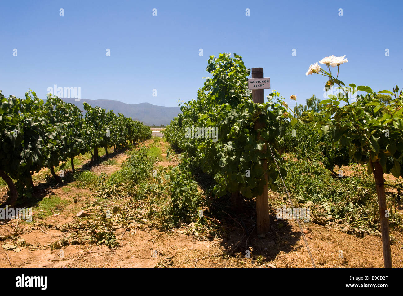 Vineyard Sauvignon blanc en Afrique du Sud Banque D'Images