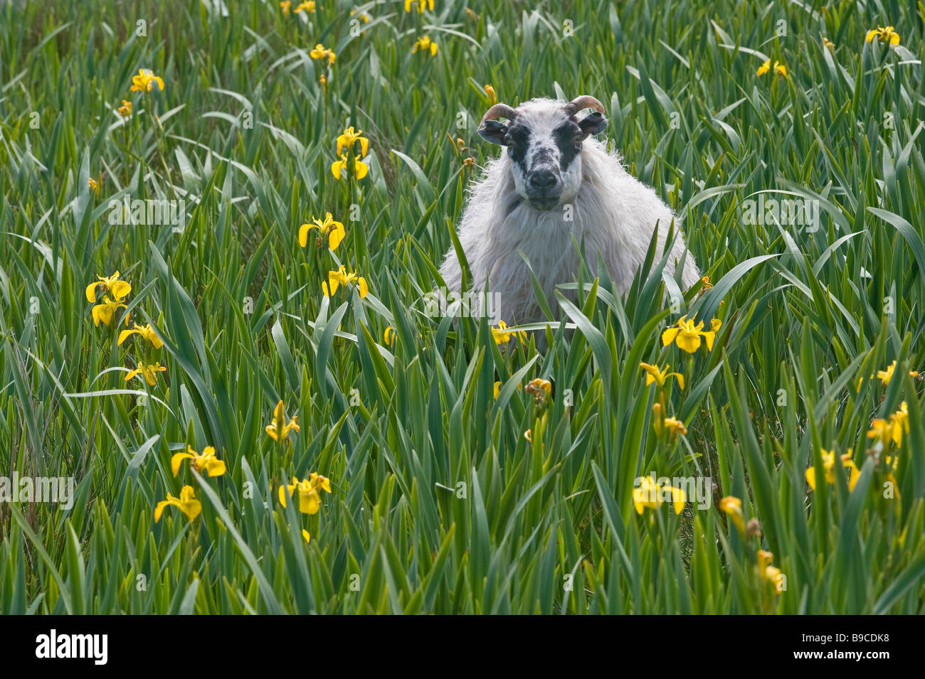 Scottish blackface ewe dans iris chambres sur l'île de Harris, Hébrides extérieures, en Écosse. Banque D'Images