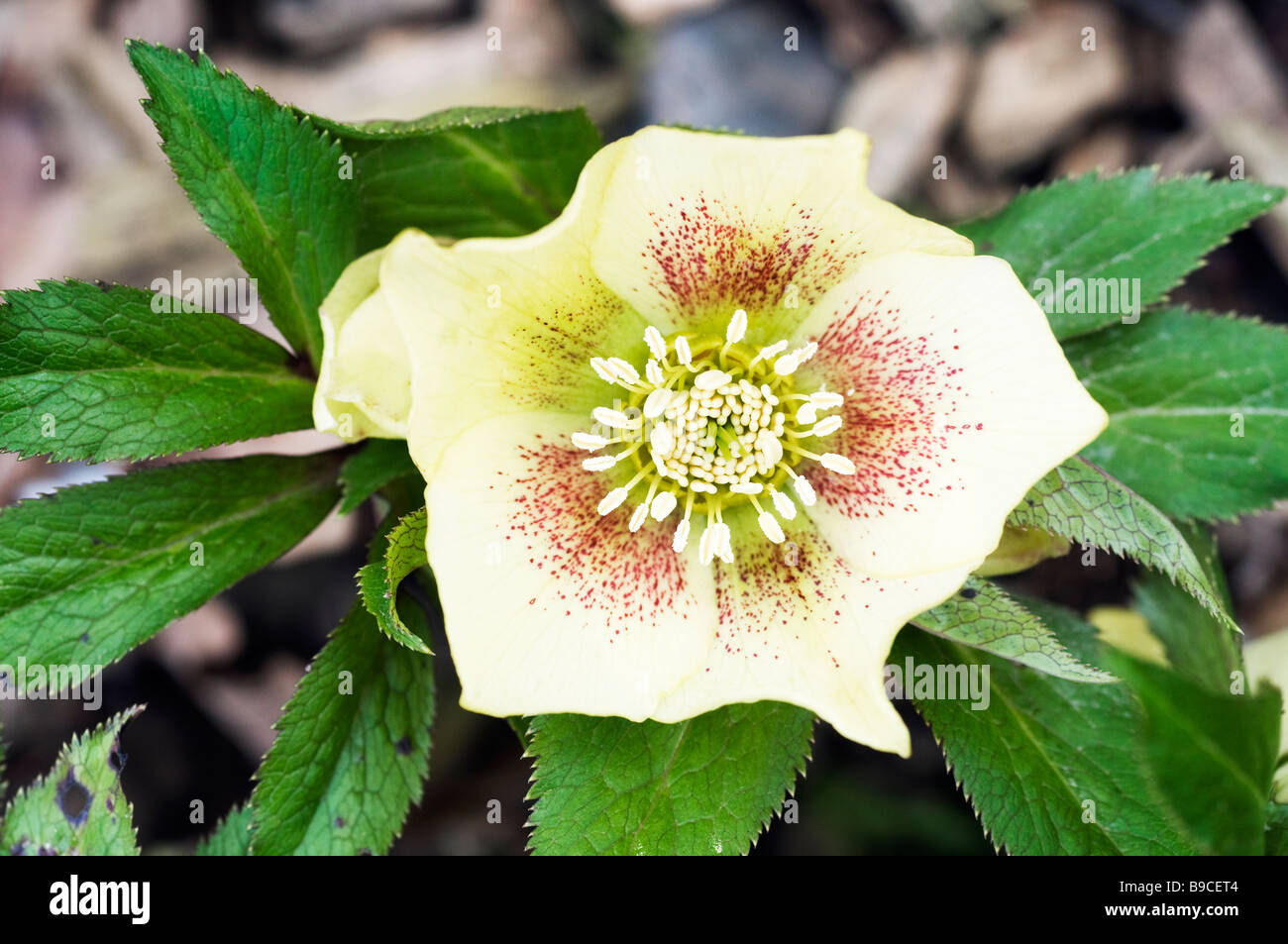 Helleborus x hybridus Banque D'Images