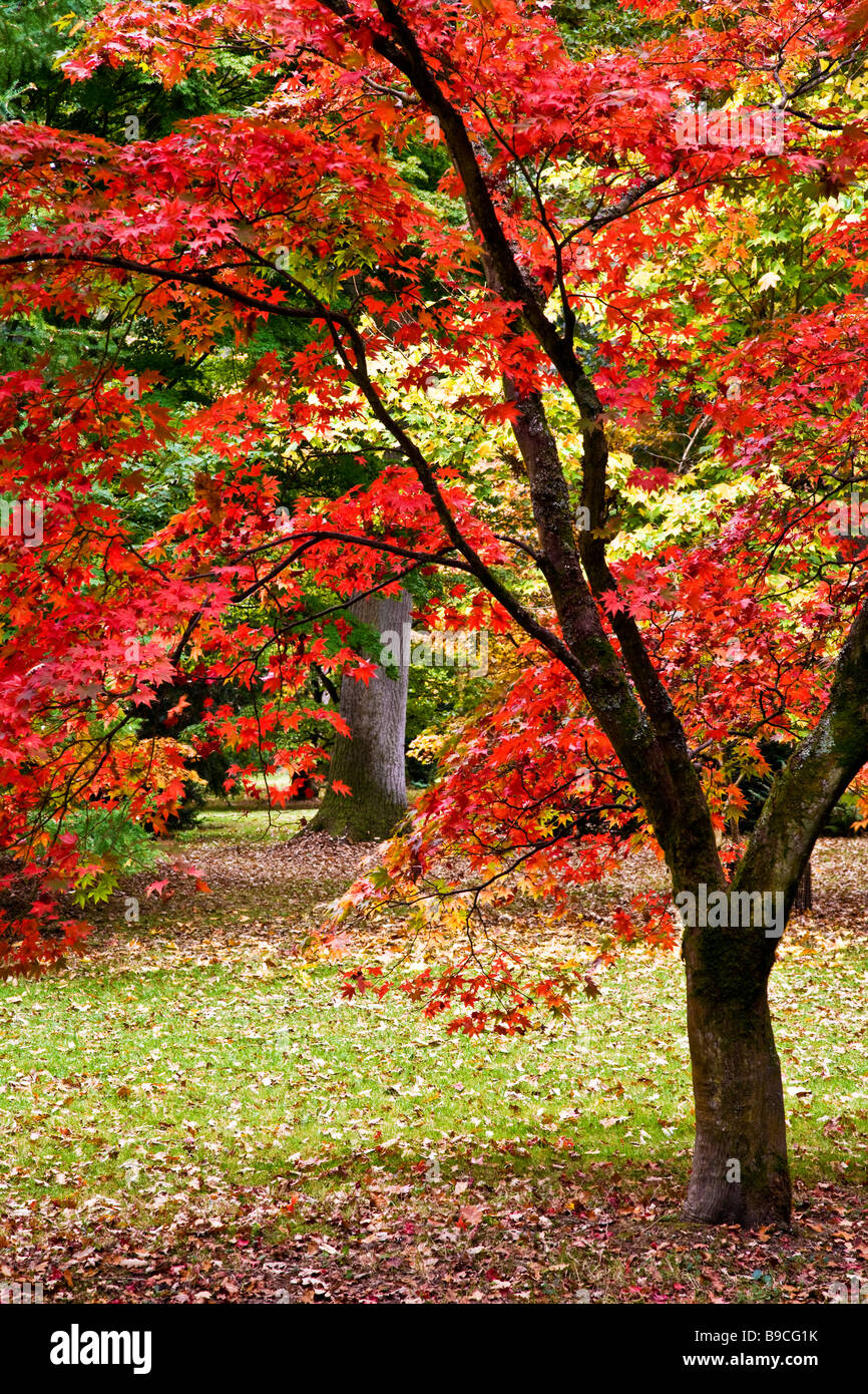 Un Japonais acer montrant la couleur en automne glorieux à Westonbirt Arboretum Gloucestershire England UK Banque D'Images