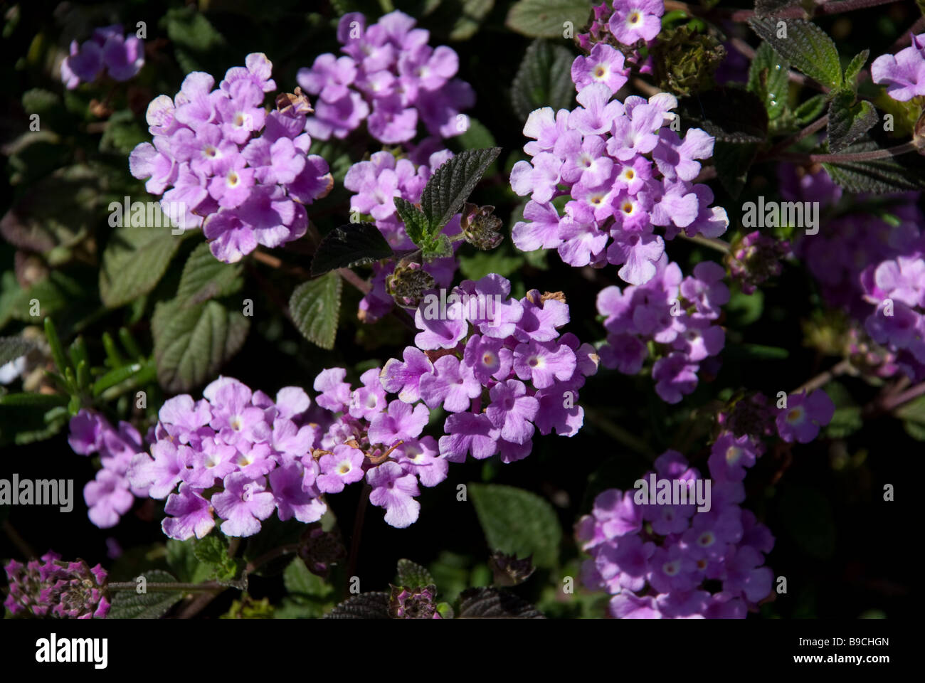 Fleurs de Lavande Banque D'Images