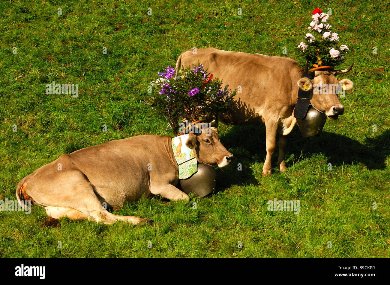 Les vaches bovins Suisse Brune décorée pour la cérémonie de rapatriement du bétail, Suisse Banque D'Images