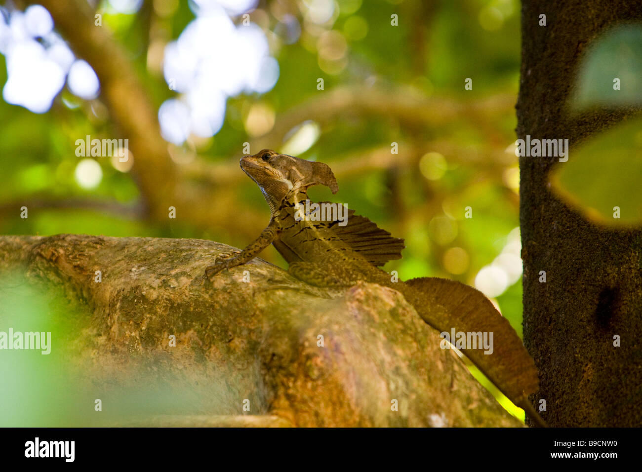 Un homme Lézard Basilic commun (Basiliscus basiliscus) sur une branche au Parc National Manuel Antonio au Costa Rica. Banque D'Images