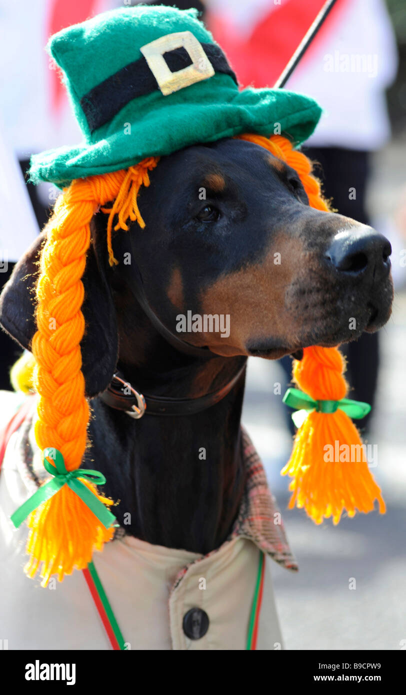 Birmingham St. Patrick's Parade, Digbeth, Birmingham, Angleterre, Royaume-Uni. Un chien dans le défilé portant un leprecorn hat. Banque D'Images