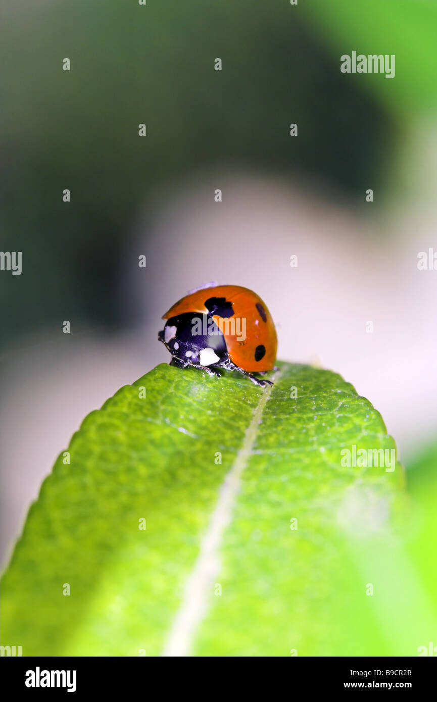 Ladybug assis sur une feuille macro vert Banque D'Images