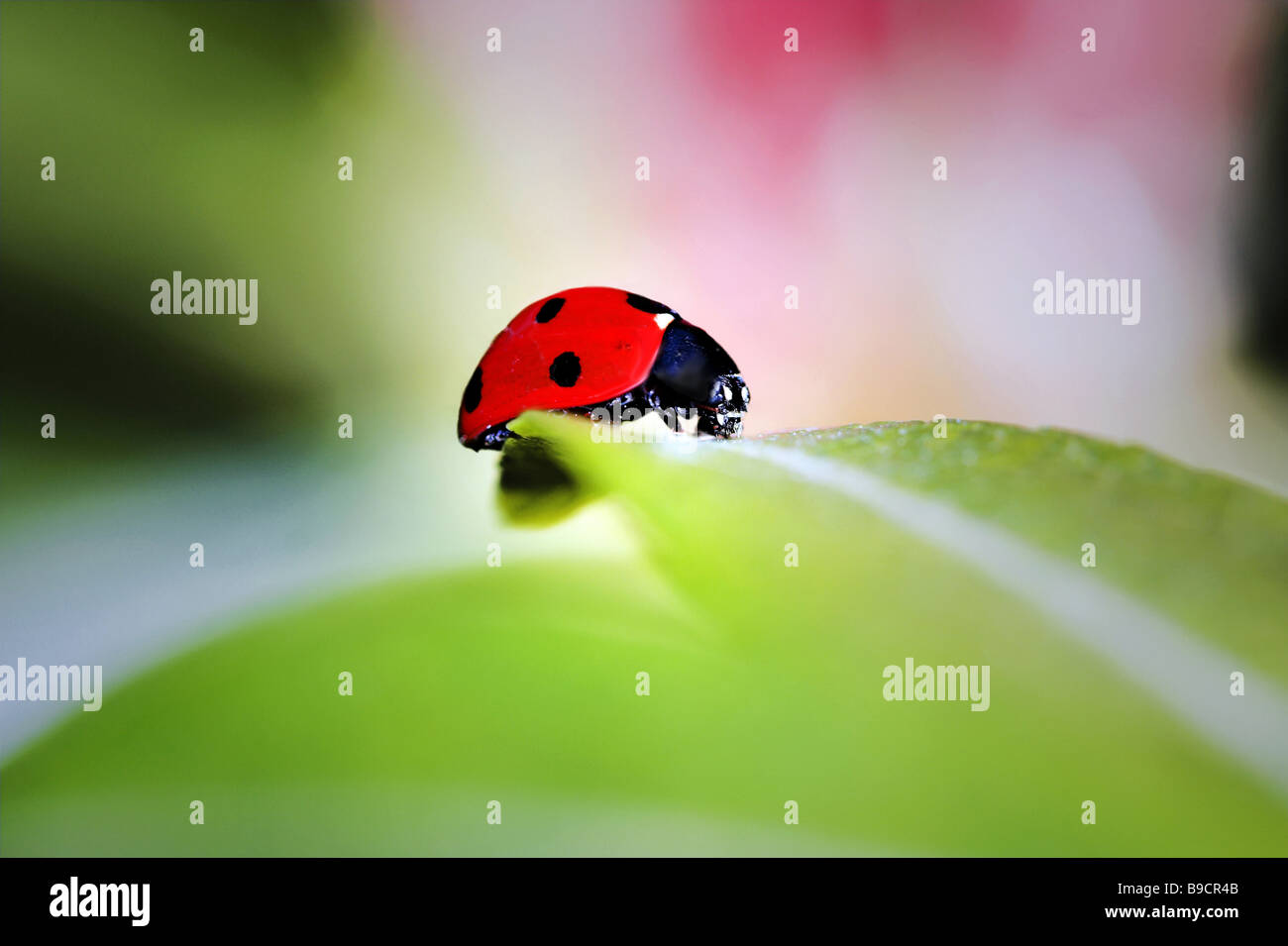 Ladybug assis sur une feuille macro vert Banque D'Images
