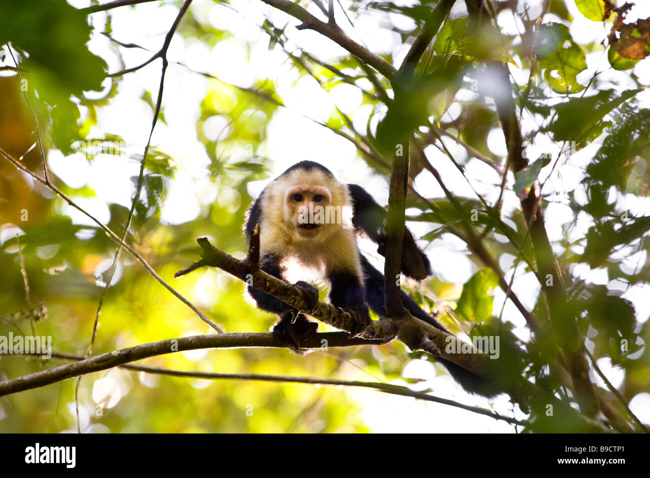 Capucin à face blanche (Cebus capucinus) dans un arbre à Parc National Manuel Antonio au Costa Rica. Banque D'Images