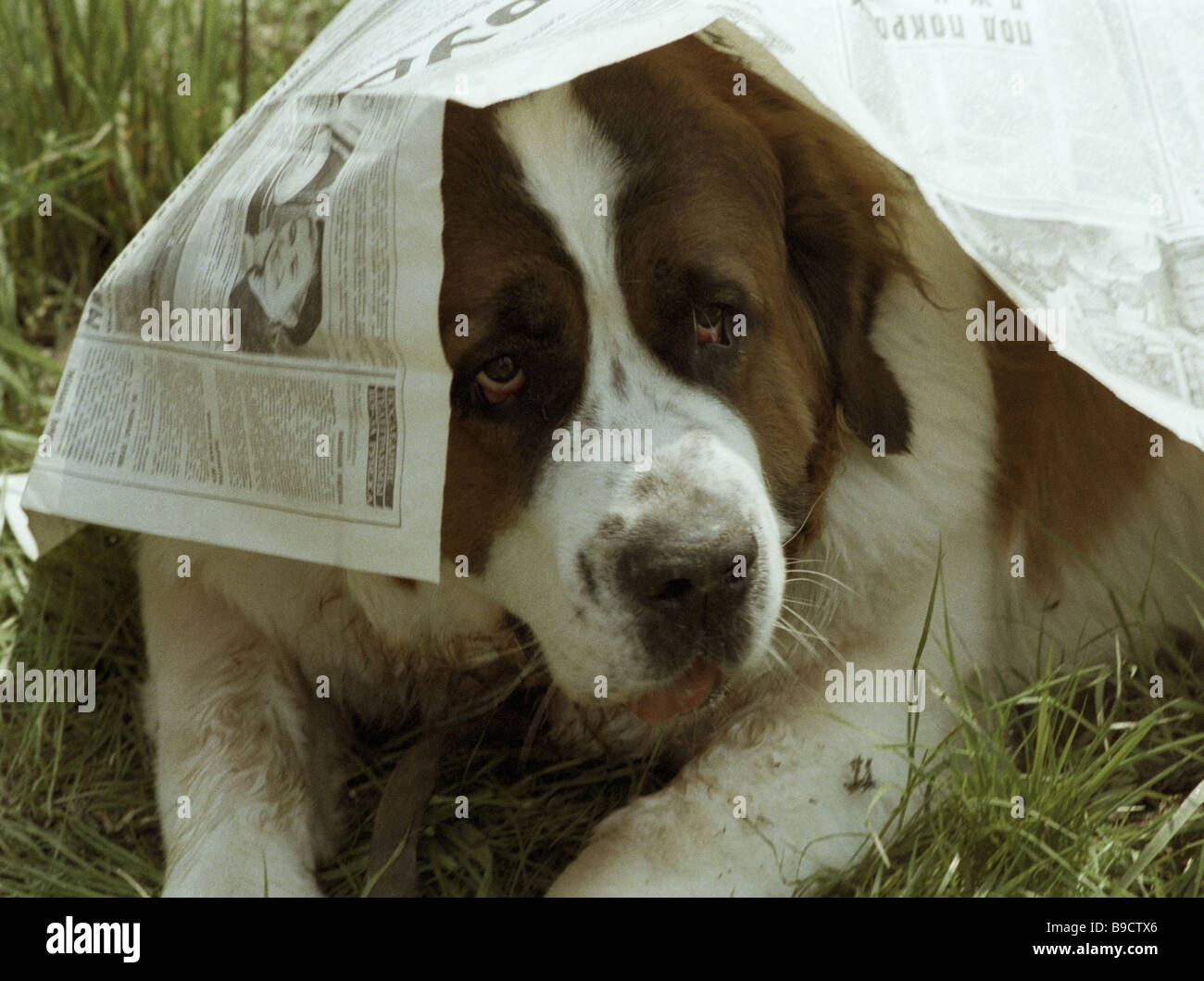 Un chien de garde de Moscou se cache le soleil dans un journal de Moscou  4ème Dog Show Photo Stock - Alamy