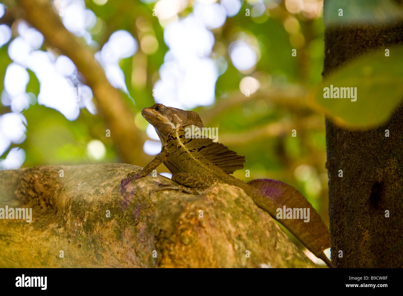 Un homme Lézard Basilic commun (Basiliscus basiliscus) sur une branche au Parc National Manuel Antonio au Costa Rica. Banque D'Images