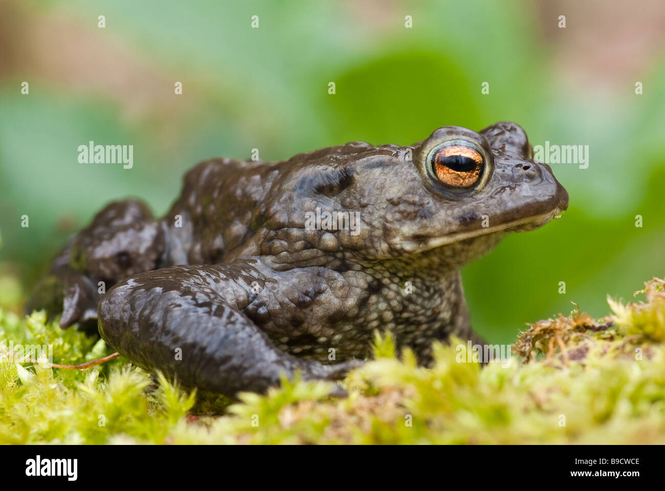 Crapaud commun (Bufo bufo) Banque D'Images