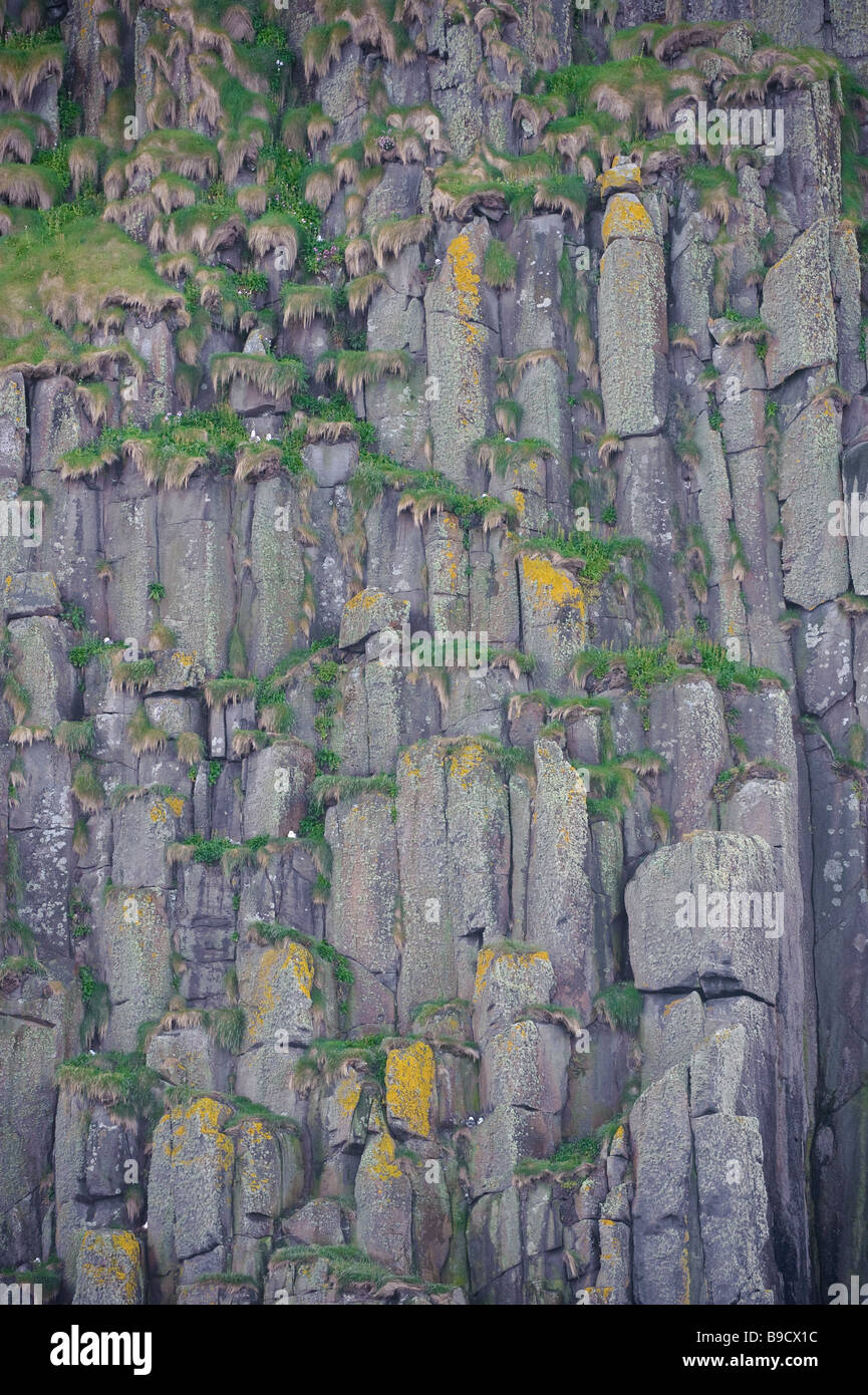 Les colonnes de dolérite sur les falaises d'Eilean Garbh dans le Shiant Isles, Hébrides extérieures, en Écosse, avec l'imbrication des fulmars boréaux. Banque D'Images