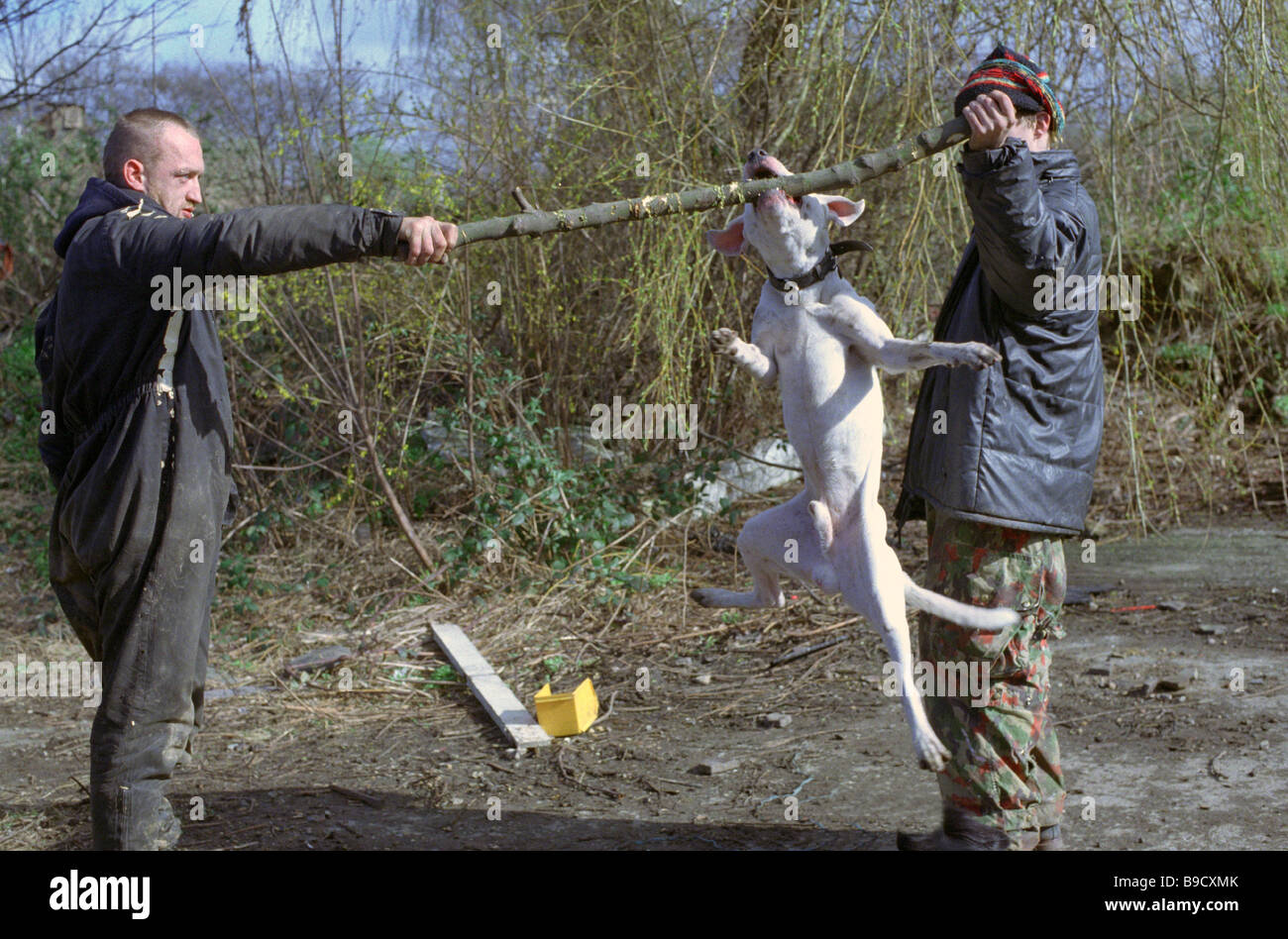Staffordshire Bull Terrier cross en formation Banque D'Images