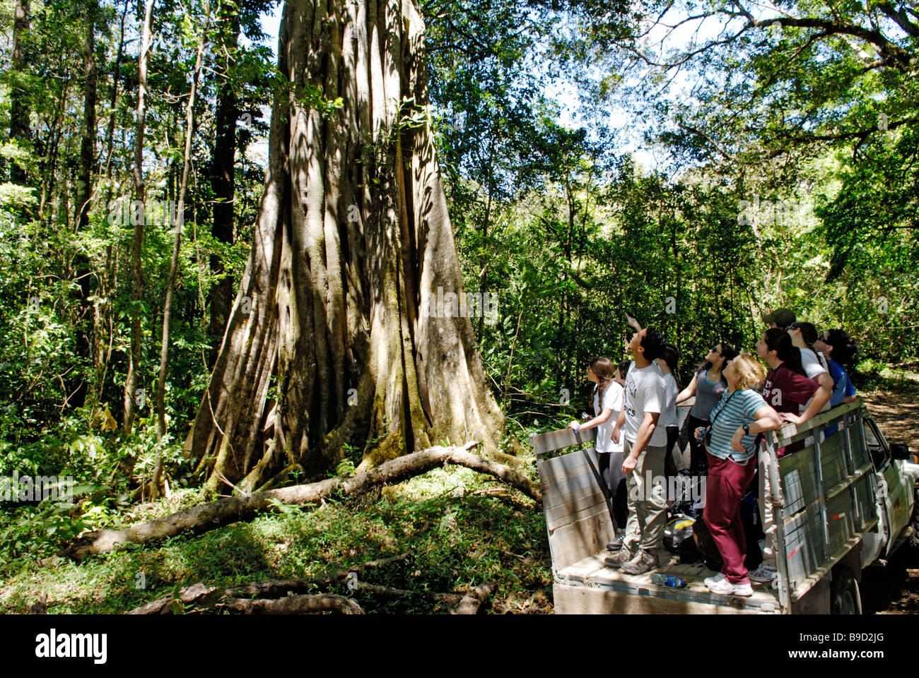 Un groupe d'écotourisme géant regarde strangler fig, Ficus aurea, parc national La Amistad (Costa Rica). Banque D'Images