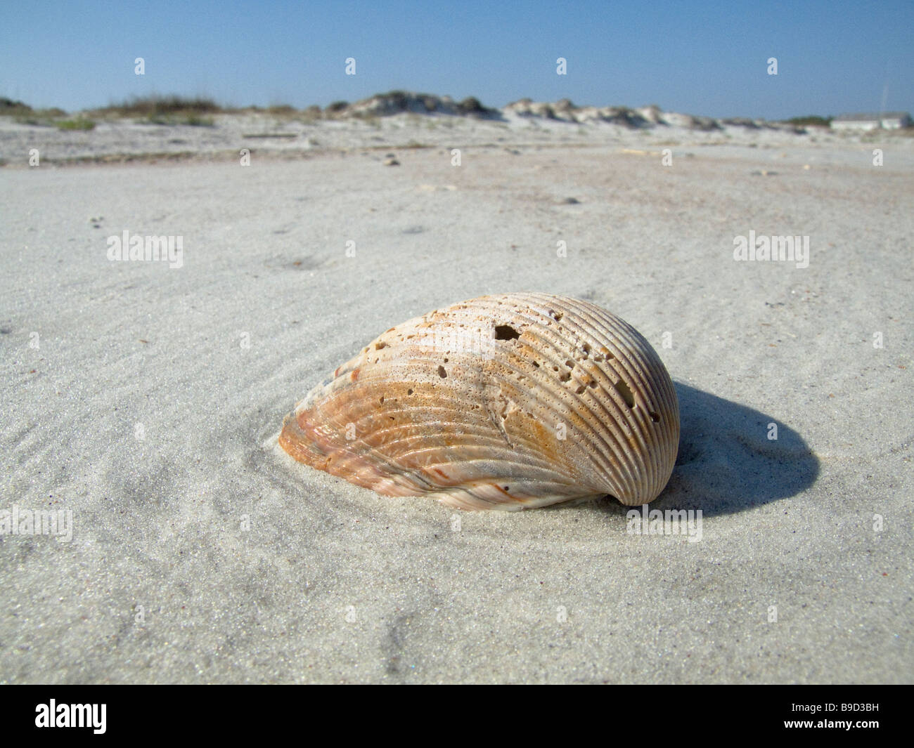 Clam Shell sur une plage de sable Banque D'Images