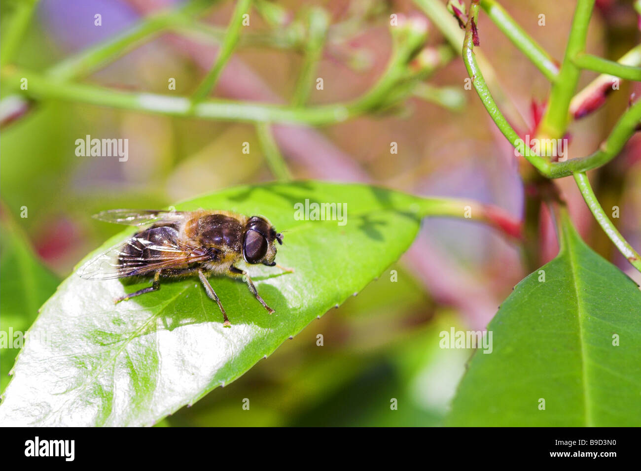 Une seule abeille dans la lumière du soleil sur une feuille verte Banque D'Images