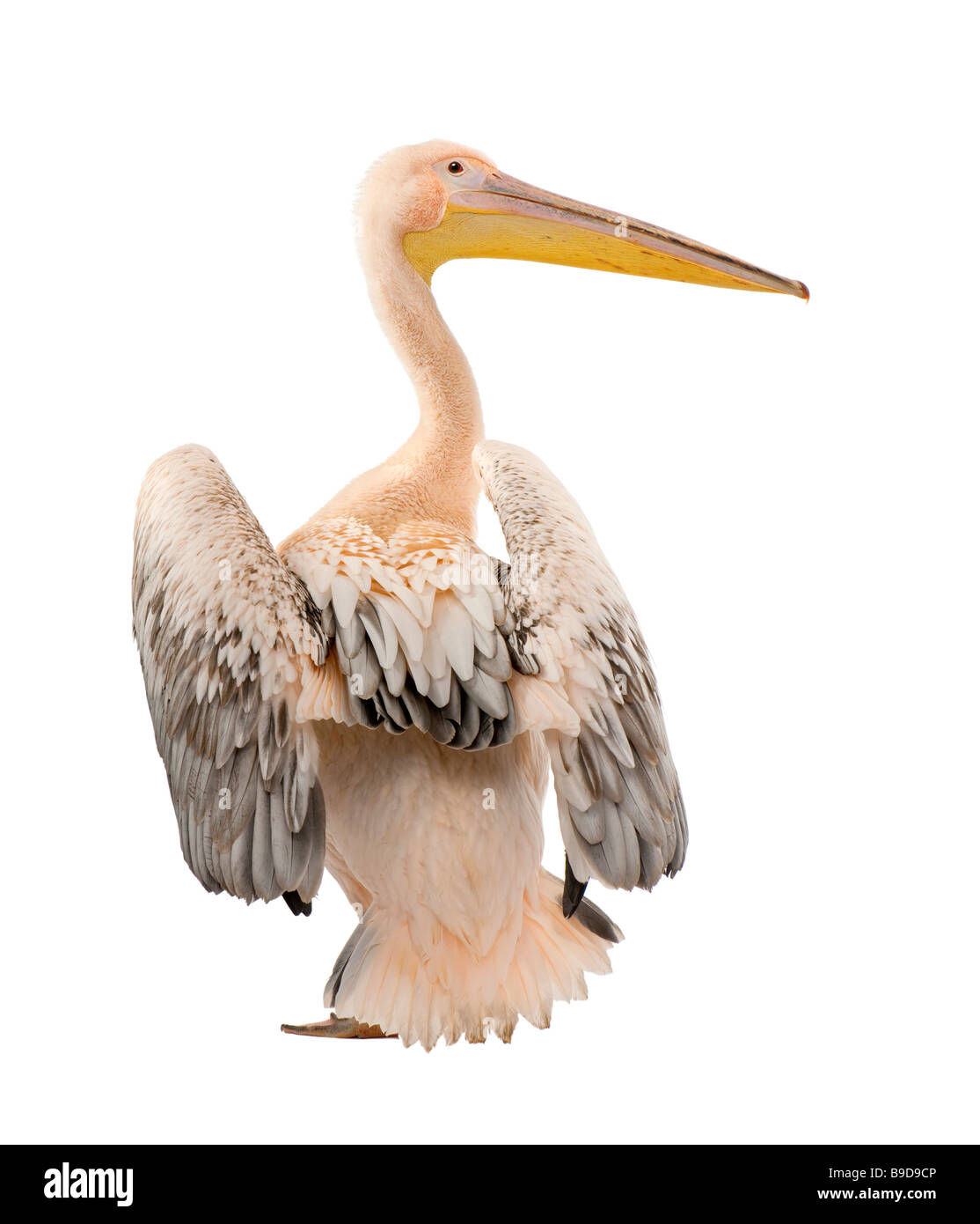 Le Pélican blanc Pelecanus onocrotalus 18 mois devant un fond blanc Banque D'Images