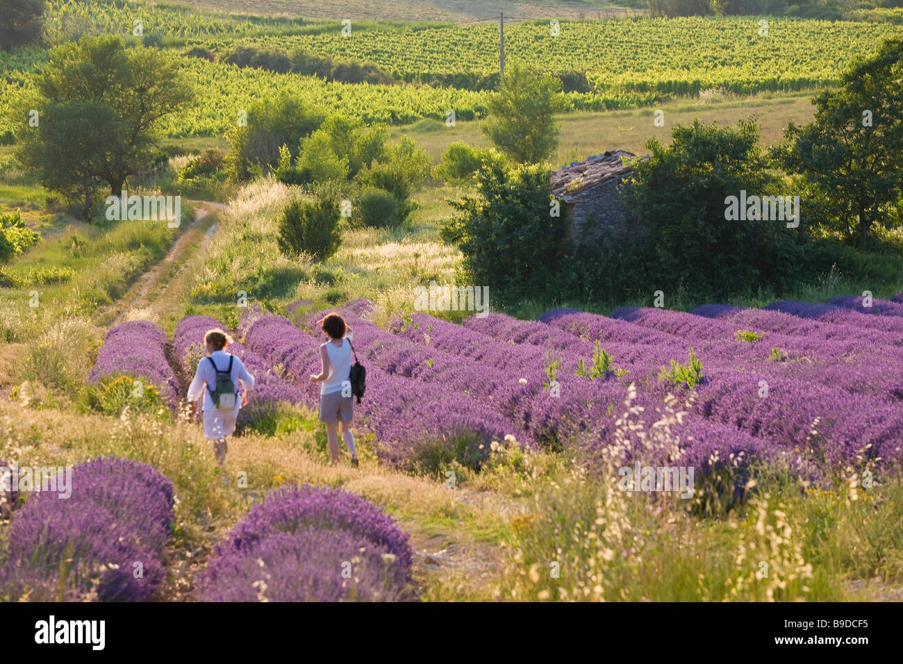 Les marcheurs en champ de lavande Vaucluse provence france Banque D'Images