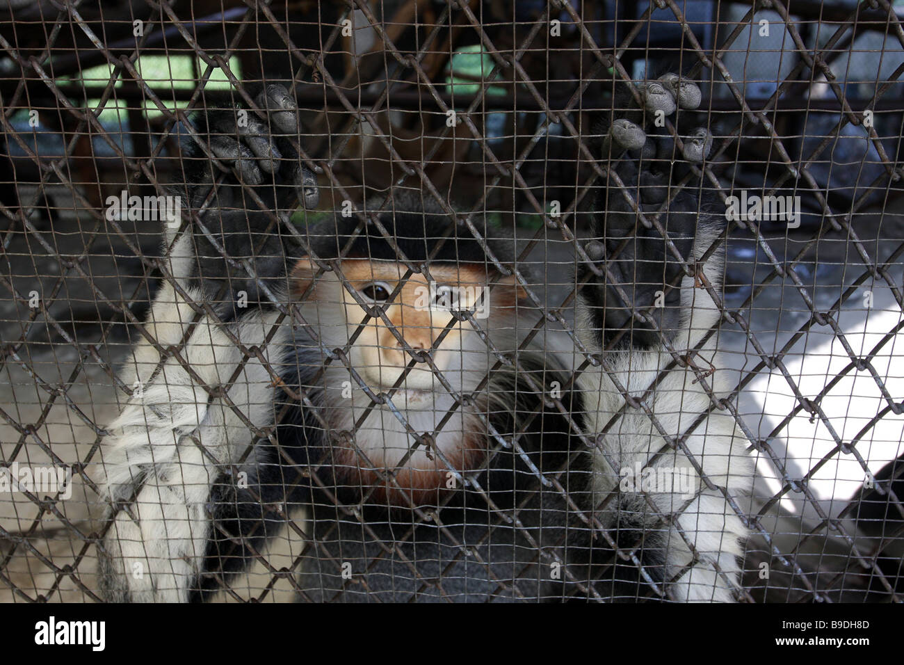 Singe en cage au zoo de Bangkok Photo Stock Alamy