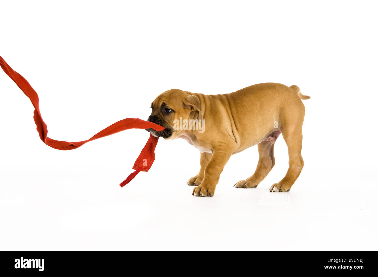 Bull Mastiff puppy isolé sur fond blanc Banque D'Images
