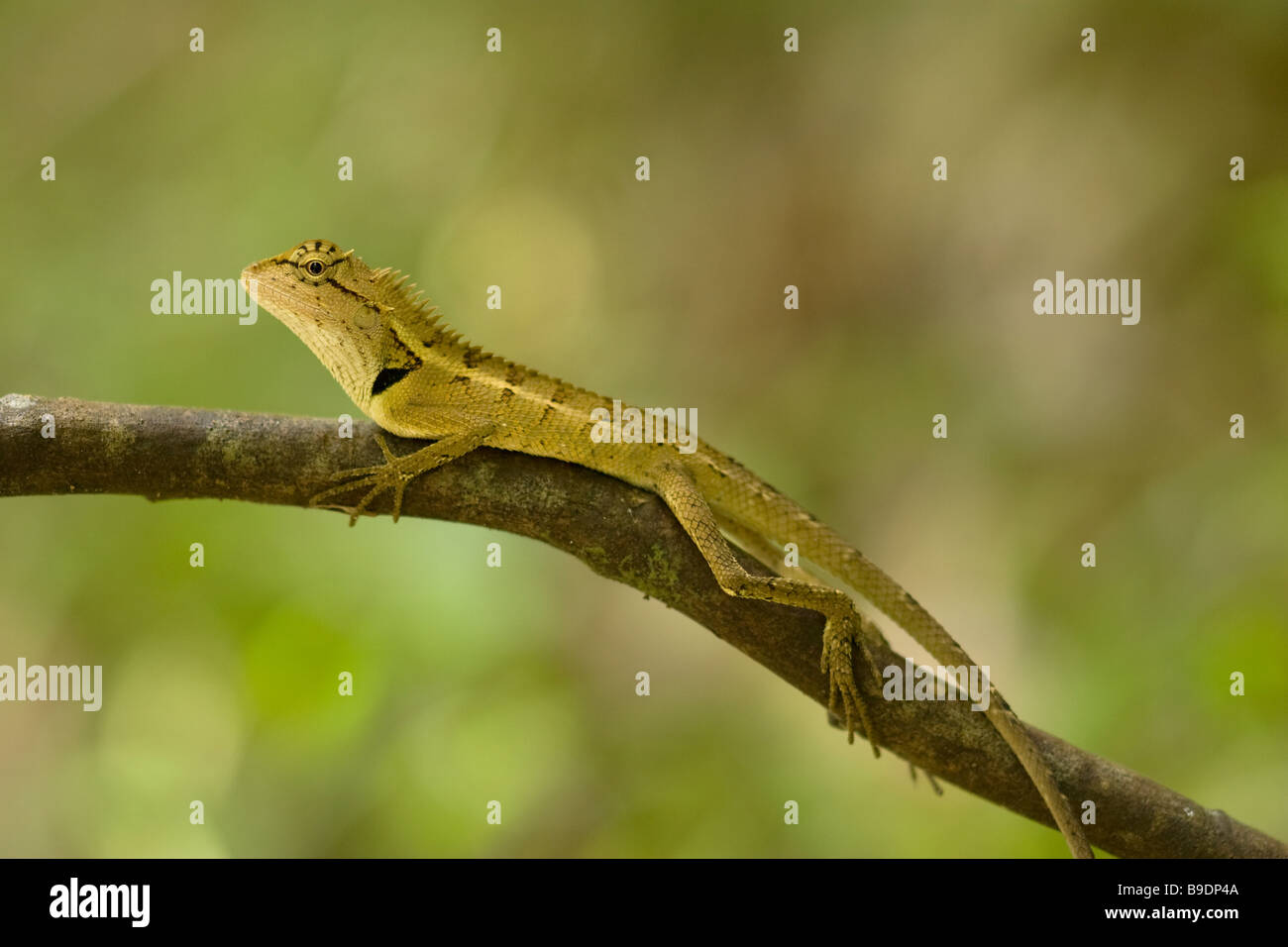 Lézard à crête forestière Calotes emma emma Banque D'Images