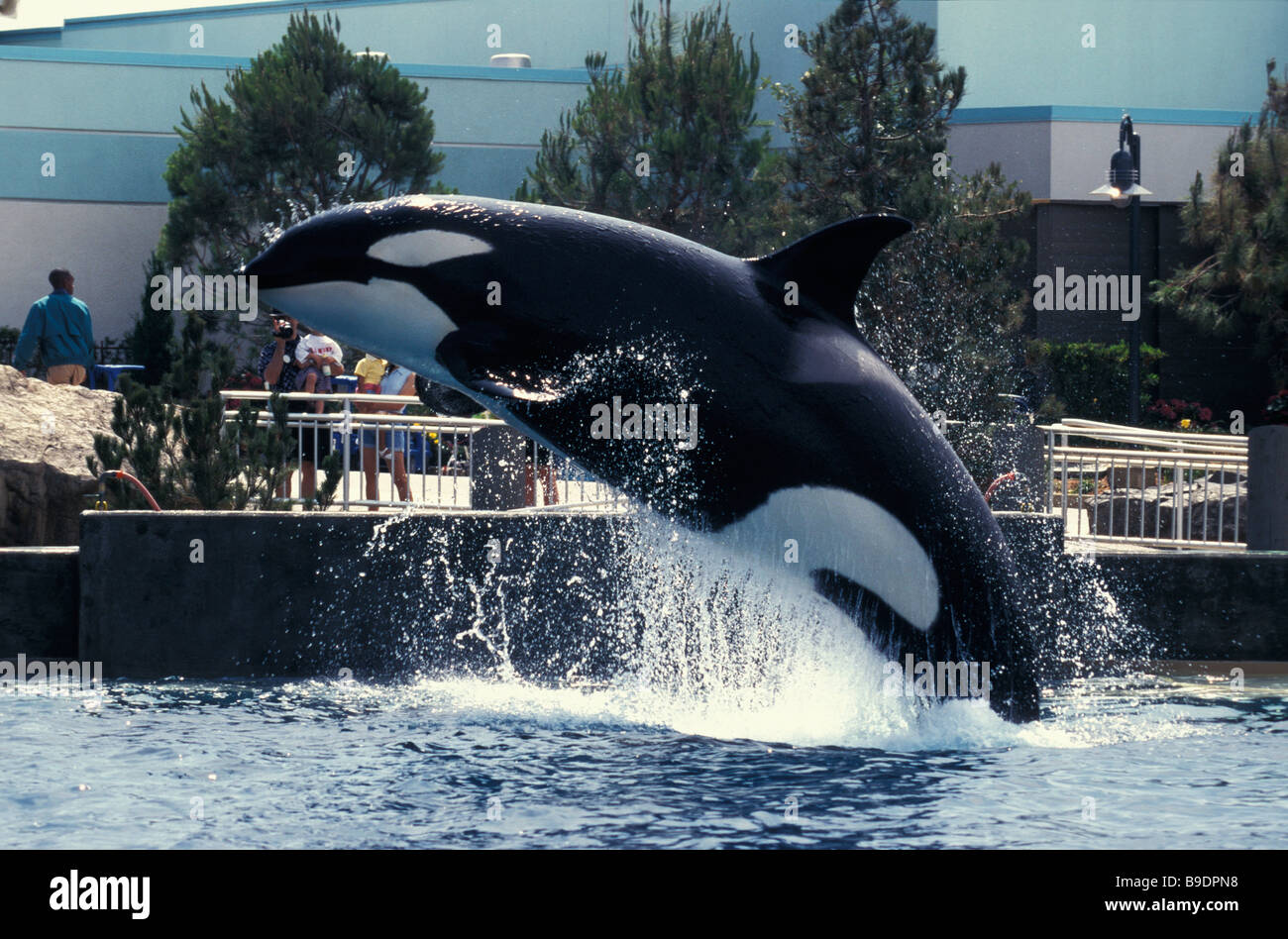 Orque Orcinus orca sea aquarium usa animal adulte en mouvement des animaux animaux oiseaux gaieté bonheur f horizontal Banque D'Images