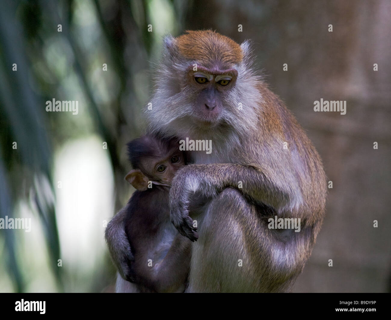 Mère singe avec cub Banque D'Images