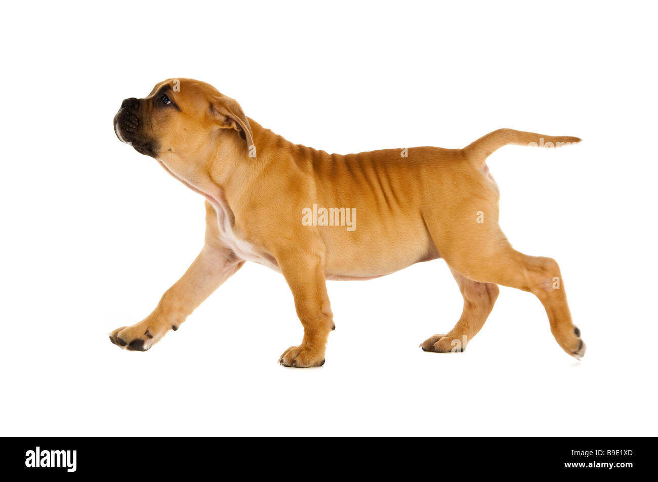 Bull Mastiff puppy isolé sur fond blanc Banque D'Images