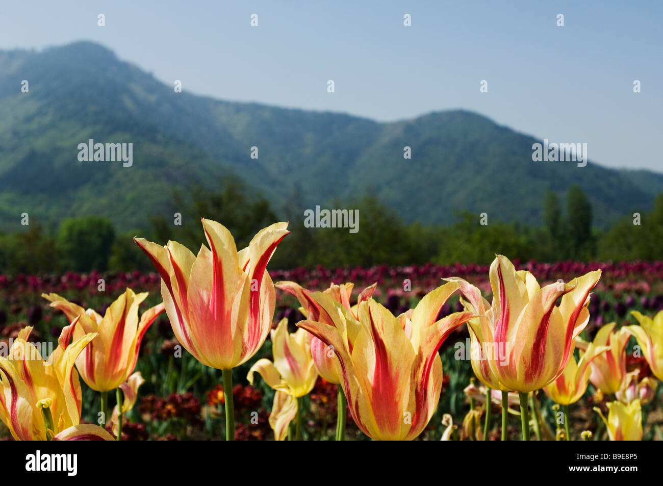 Tulipes dans un jardin, le Jardin des tulipes d'Indira Gandhi, Srinagar, Jammu-et-Cachemire, l'Inde Banque D'Images