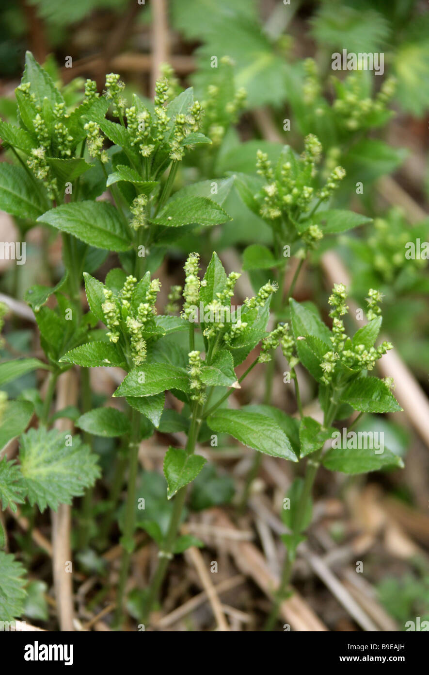 Dog's Mercury, Mercurialis perennis, Euphorbiaceae Banque D'Images