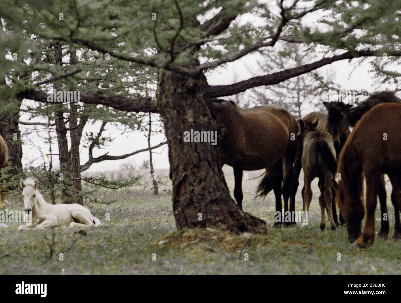 Chevaux sur le bord d'une forêt par le Lac Baïkal Banque D'Images