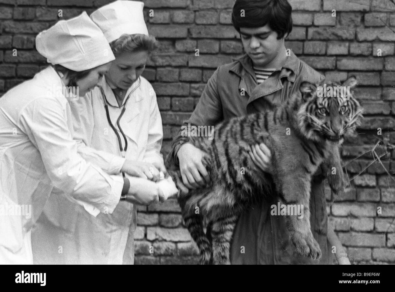 Les Medecins De La Clinique Veterinaire Du Zoo De Moscou S Examiner Tiger Photo Stock Alamy