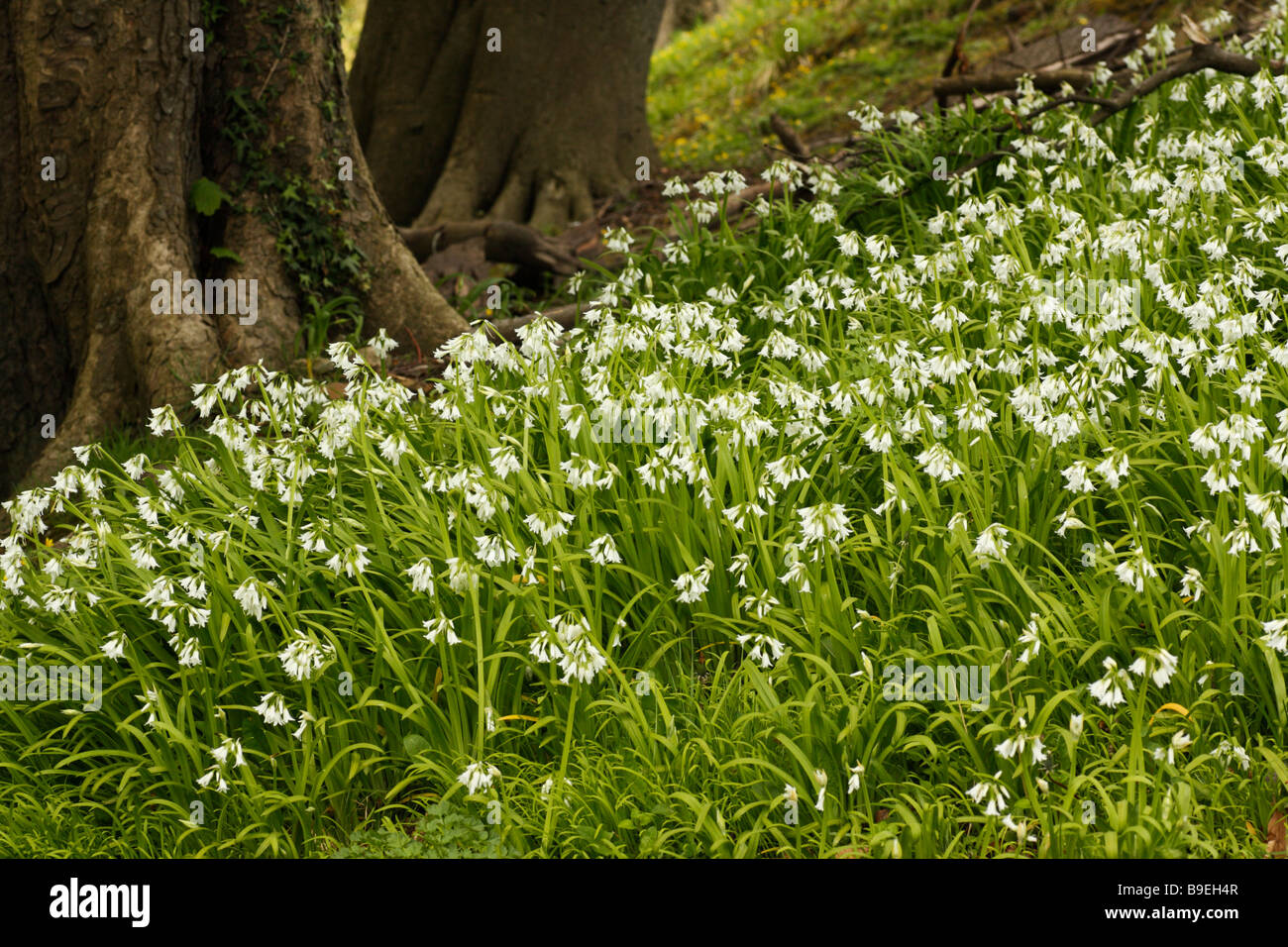 Three-cornered le poireau, Allium triquetrum, en fleurs, naturalisé dans un bois britannique Banque D'Images