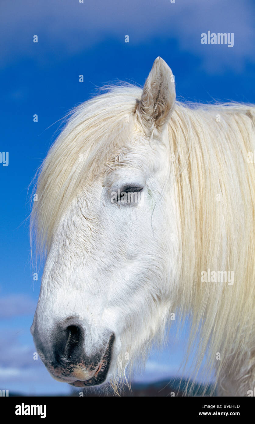 Cheval blanc contre le bleu ciel d'hiver Banque D'Images