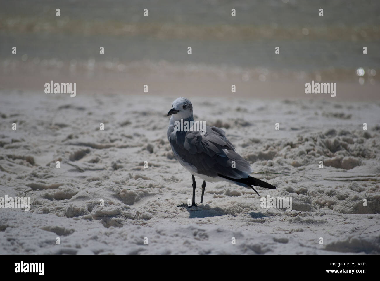 Mouette solitaire sur la plage du golfe du Mexique en Floride. Banque D'Images