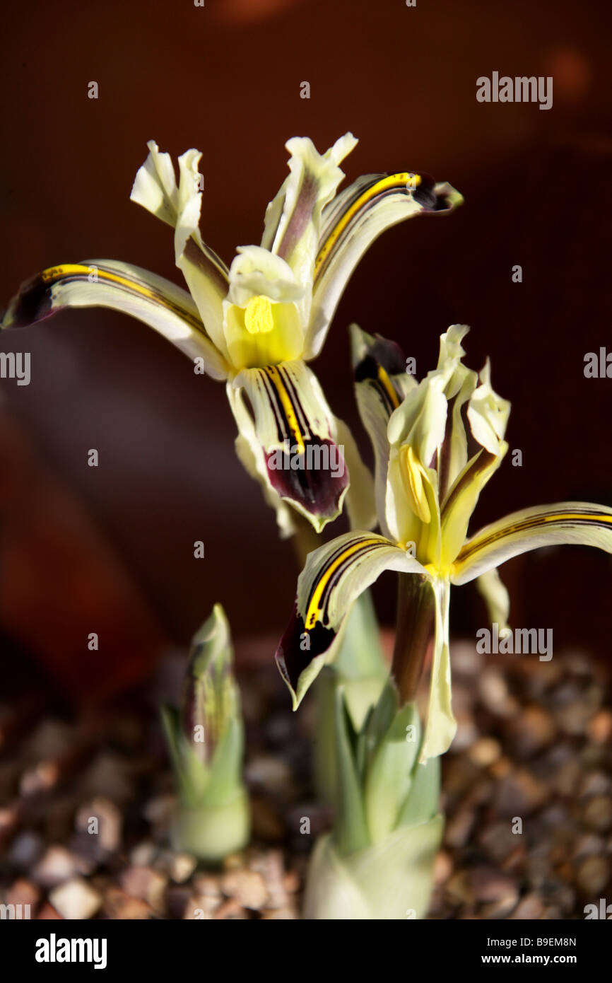 Iris nicholai, Iridaceae, la Russie, l'Asie centrale Banque D'Images