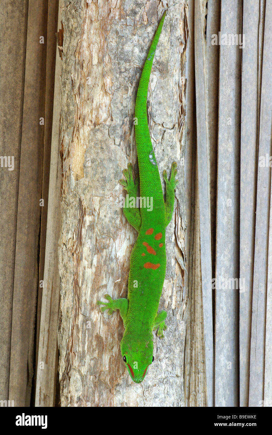 Jour Madagascar géant (Phelsuma madagascariensis grandis Gecko) perché sur lodge pole position à Chez Robert, près de l'Ankarana, Madagascar. Banque D'Images